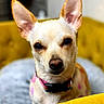 Jelly Bean joined the competition — help win amazing prizes! dog, small_dog, chihuahua, pet, animal, indoor, bed, yellow_chair, close_up, portrait, cute, ears, fur, collar, looking_at_camera, domestic_animal, furniture, cozy, resting, calm