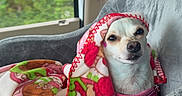 Jelly Bean joined the competition — help win amazing prizes! dog, blanket, car_seat, window, seatbelt, pink, floral_pattern, small_dog, canine, pet, indoors, cozy, resting, animal, vehicle_interior, cute, fur, domestic_animal, car, travel