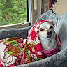 dog, blanket, car_seat, window, seatbelt, pink, floral_pattern, small_dog, canine, pet, indoors, cozy, resting, animal, vehicle_interior, cute, fur, domestic_animal, car, travel