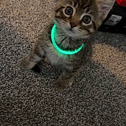 Drake joined the competition — help win amazing prizes! kitten, cat, tabby, glowing_collar, indoor, carpet, pet, cute, animal, feline, young, curious, small, whiskers, ears, fur, domestic, looking_up, standing, household