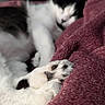 Athena joined the competition — help win amazing prizes! cat, sleeping, paw, white_fur, black_fur, blanket, plush, cozy, resting, indoor, pet, animal, feline, soft_texture, close_up, relaxation, comfort, cute, fur, pink