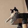 Athena is registered to the contest to win money with this photo: cat, black_and_white, cat_tree, paw, stretching, indoor, pet, furniture, plush, toy, relaxed, curious, fur, whiskers, animal, hanging_toy, scratching_post, cozy, domestic_cat, cute