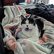 Athena joined the competition — help win amazing prizes! cat, black_and_white, collar, blanket, bedroom, furniture, dresser, fan, cozy, indoor, pet, fur, relaxed, looking_at_camera, comfort, soft_texture, resting, curious, animal, domestic