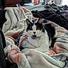 cat, black_and_white, collar, blanket, bedroom, furniture, dresser, fan, cozy, indoor, pet, fur, relaxed, looking_at_camera, comfort, soft_texture, resting, curious, animal, domestic