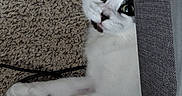Athena is registered to the contest to win money with this photo: cat, black_and_white, carpet, curious, indoor, feline, pet, couch, gray, whiskers, paw, lying_down, close_up, fur, animal, eyes, face, playful, cozy, home