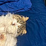 Cutie Pie joined the competition — help win amazing prizes! cat, fluffy, pet, animal, bed, blue_bedspread, paw, relaxed, sleepy, fur, whiskers, indoor, cute, domestic_cat, closeup, lying_down, resting, feline, soft, cozy