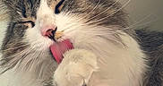 Cutie Pie joined the competition — help win amazing prizes! cat, feline, pet, tongue, paw, grooming, whiskers, fur, indoor, closeup, cute, relaxed, sleepy, animal, mammal, domestic, tabby, white, pink_nose, long_hair