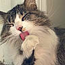 cat, feline, pet, tongue, paw, grooming, whiskers, fur, indoor, closeup, cute, relaxed, sleepy, animal, mammal, domestic, tabby, white, pink_nose, long_hair