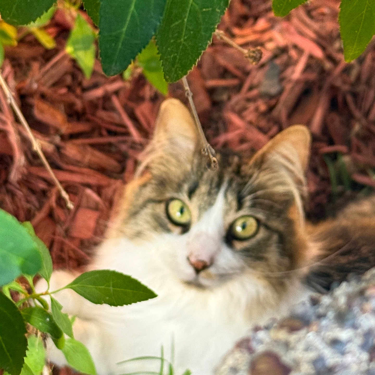 Cutie Pie is registered to the contest to win money with this photo: cat, green_eyes, fur, outdoor, leaves, plants, mulch, nature, curious, pet, animal, fluffy, closeup, wildlife, garden, whiskers, ears, face, muzzle, eyes