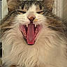 Cutie Pie is registered to the contest to win money with this photo: cat, feline, yawn, tongue, fangs, fur, closeup, pet, animal, whiskers, sleepy, mouth, nose, ears, indoor, cute, fluffy, portrait, face, relaxed