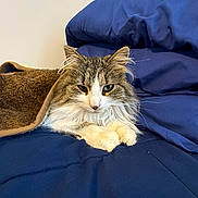 Cutie Pie joined the competition — help win amazing prizes! cat, fluffy, blanket, bed, blue_bedding, indoor, pet, feline, resting, cozy, fur, whiskers, ears, animal, cute, domestic, sleepy, lying_down, paws, comfort