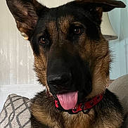 Misty joined the competition — help win amazing prizes! attention, black_fur, brown_fur, canine, close_up, collar, couch, dog, ear_up, german_shepherd, home_interior, indoor, lamp, pet, pillow, portrait, sitting, snout, tongue_out, whiskers