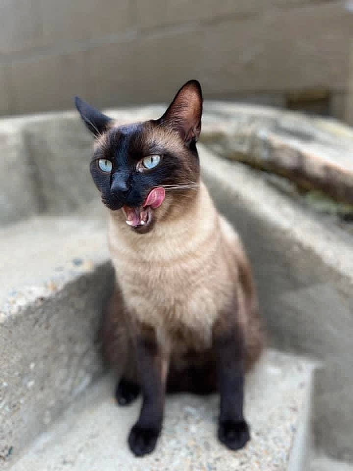 Nicholas is registered to the contest to win money with this photo: carnivore, cat, domestic_short_haired_cat, felidae, fur, plant, road, road_surface, siamese, small_to_medium_sized_cats, snout, tail, terrestrial_animal, thai, whiskers, wildlife