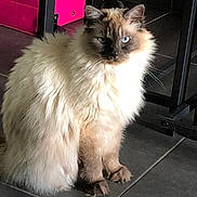 Snowball participe au concours pour gagner de l'argent avec cette photo : cat, fluffy, blue_eyes, sitting, indoor, tile_floor, furniture, pink_suitcase, pet, animal, long_hair, cute, domestic_cat, portrait, feline, whiskers, ears, paws, calm, soft_fur