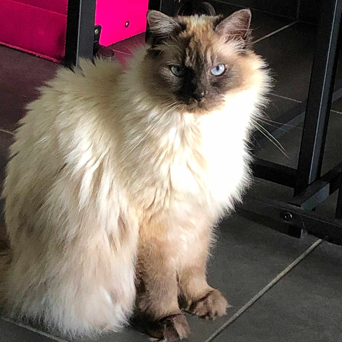 Snowball participe au concours pour gagner de l'argent avec cette photo : animal, blue_eyes, calm, cat, cute, domestic_cat, ears, feline, fluffy, furniture, indoor, long_hair, paws, pet, pink_suitcase, portrait, sitting, soft_fur, tile_floor, whiskers