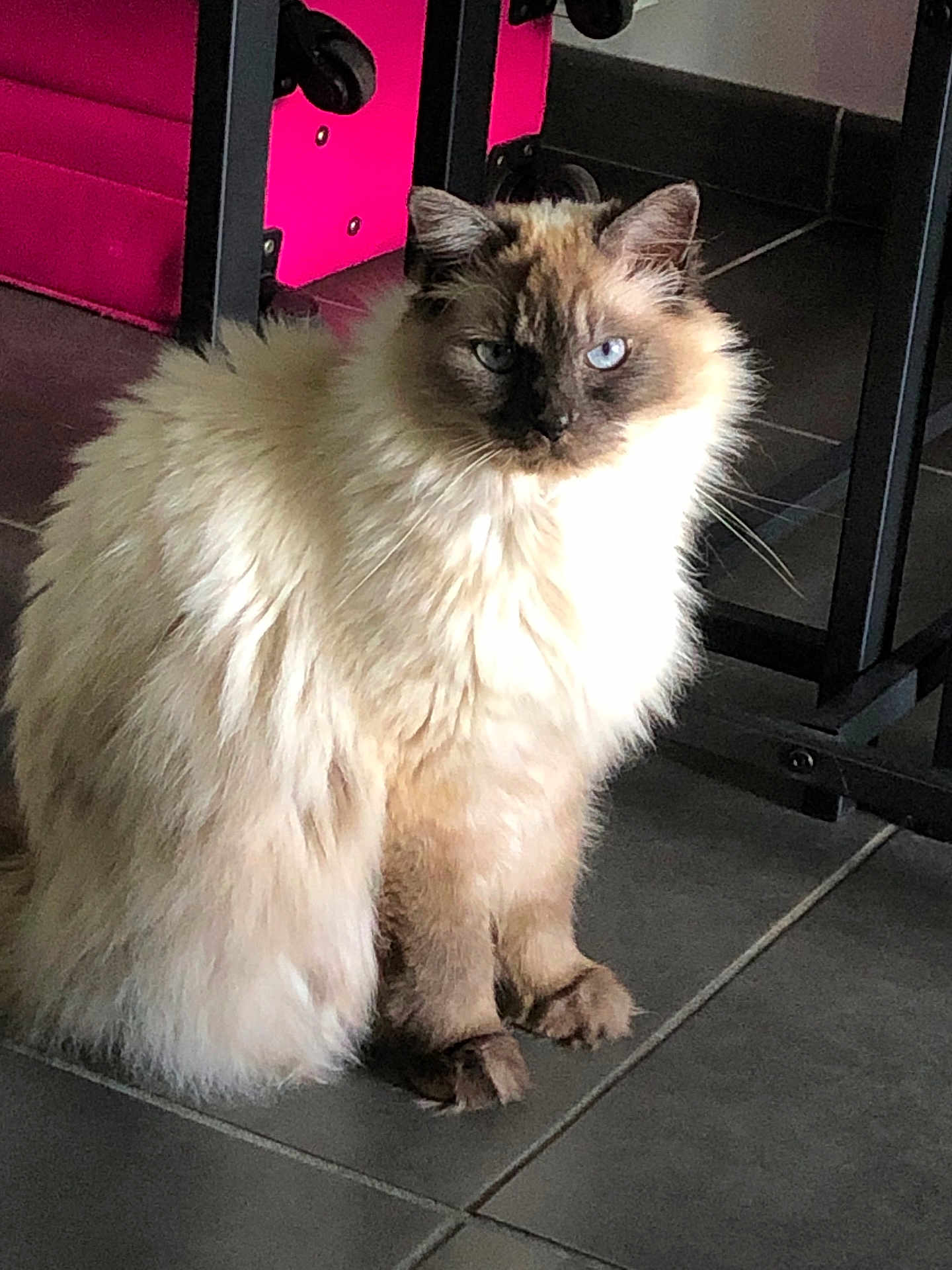 Snowball