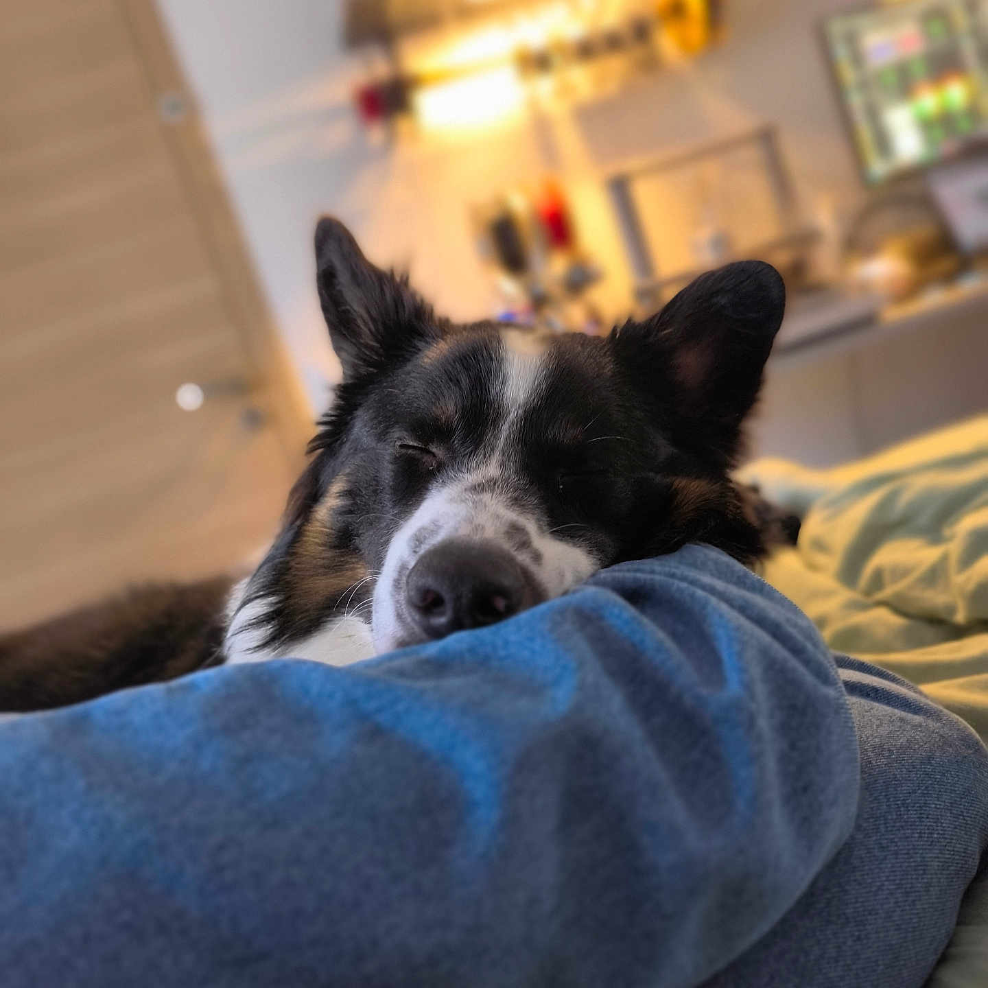 Urban participe au concours pour gagner de l'argent avec cette photo : animal, bed, bedroom, blanket, canine, cockerspaniel, collie, couch, cushion, dog, furniture, homedecor, husky, indoors, interiordesign, pet, puppy, quilt, room, terrier