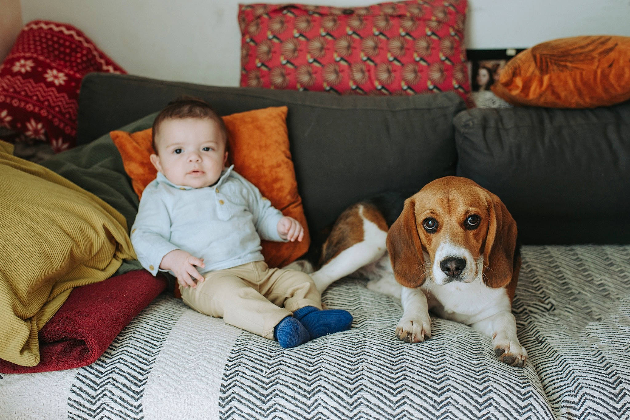 Tilio participe au concours pour gagner de l'argent avec cette photo : baby, beagle_harrier, canidae, carnivore, chair, comfort, companion_dog, couch, dog, dog_breed, dog_supply, flooring, hound, living_room, person, pillow, scent_hound, sitting, snout, studio_couch