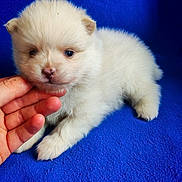 Naïa participe au concours pour gagner de l'argent avec cette photo : adorable, animal, blue_background, closeup, cute, dog, face, fluffy, friendly, fur, hand, indoor, nose, paw, pet, puppy, resting, small, soft, young