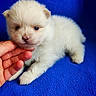 adorable, animal, blue_background, closeup, cute, dog, face, fluffy, friendly, fur, hand, indoor, nose, paw, pet, puppy, resting, small, soft, young