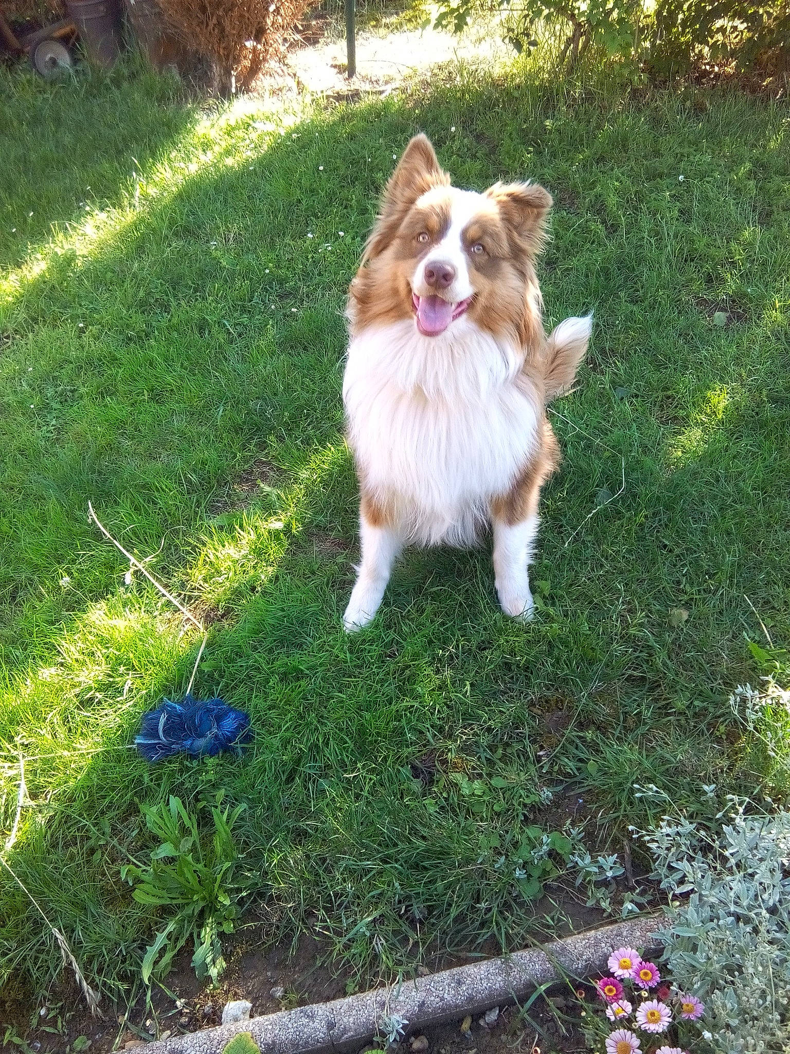 Oxbow participe au concours pour gagner de l'argent avec cette photo : canidae, carnivore, companion_dog, dog, dog_breed, fawn, felidae, fur, grass, groundcover, gun_dog, king_charles_spaniel, lawn, liver, plant, snout, sporting_group, tail, terrestrial_animal, whiskers