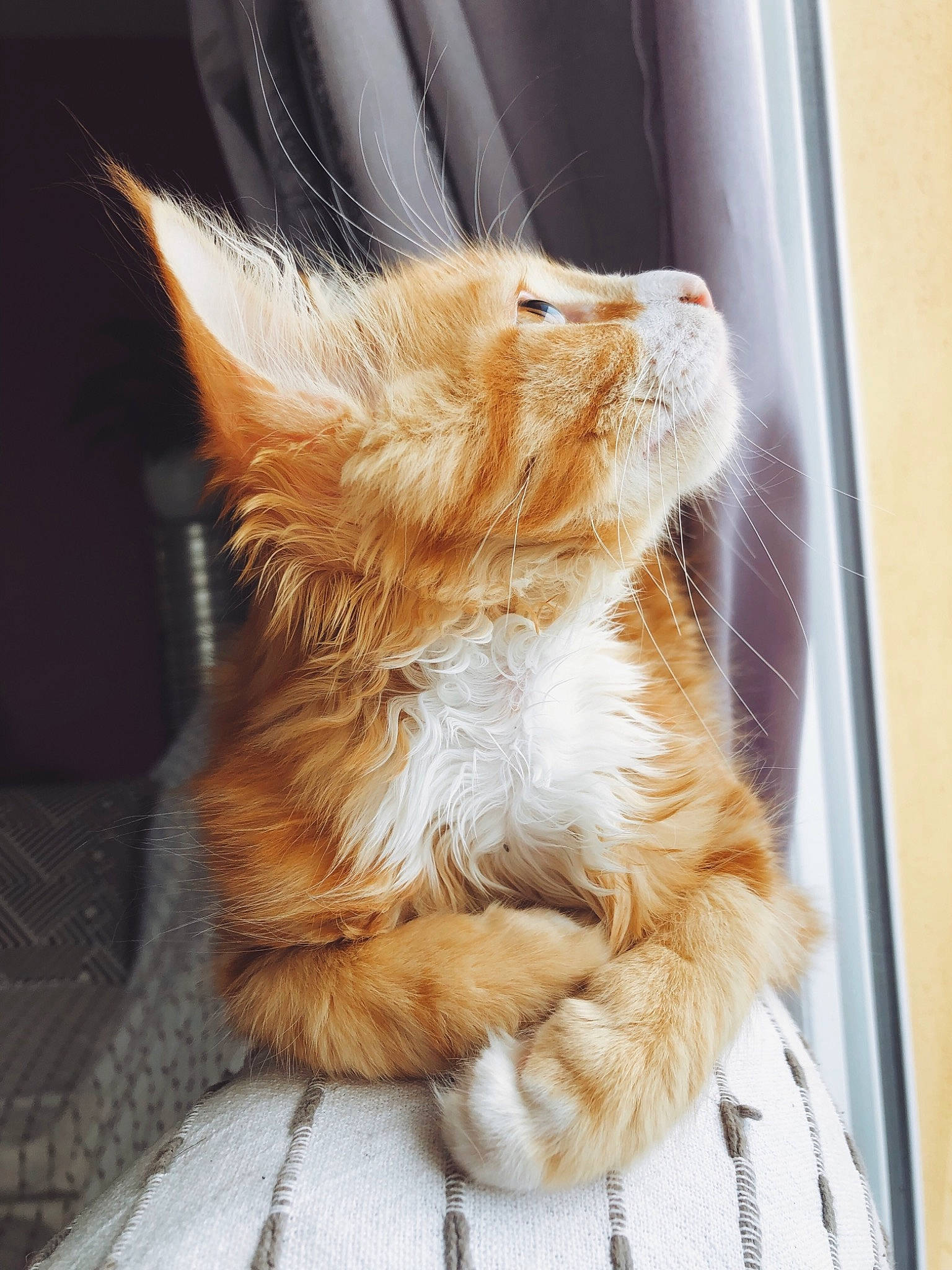 Archi a rejoint le concours — aidez-le/la à gagner de superbes lots ! carnivore, cat, claw, ear, fawn, felidae, fur, kitten, maine_coon, organism, small_to_medium_sized_cats, snout, somali, tabby_cat, tail, whiskers