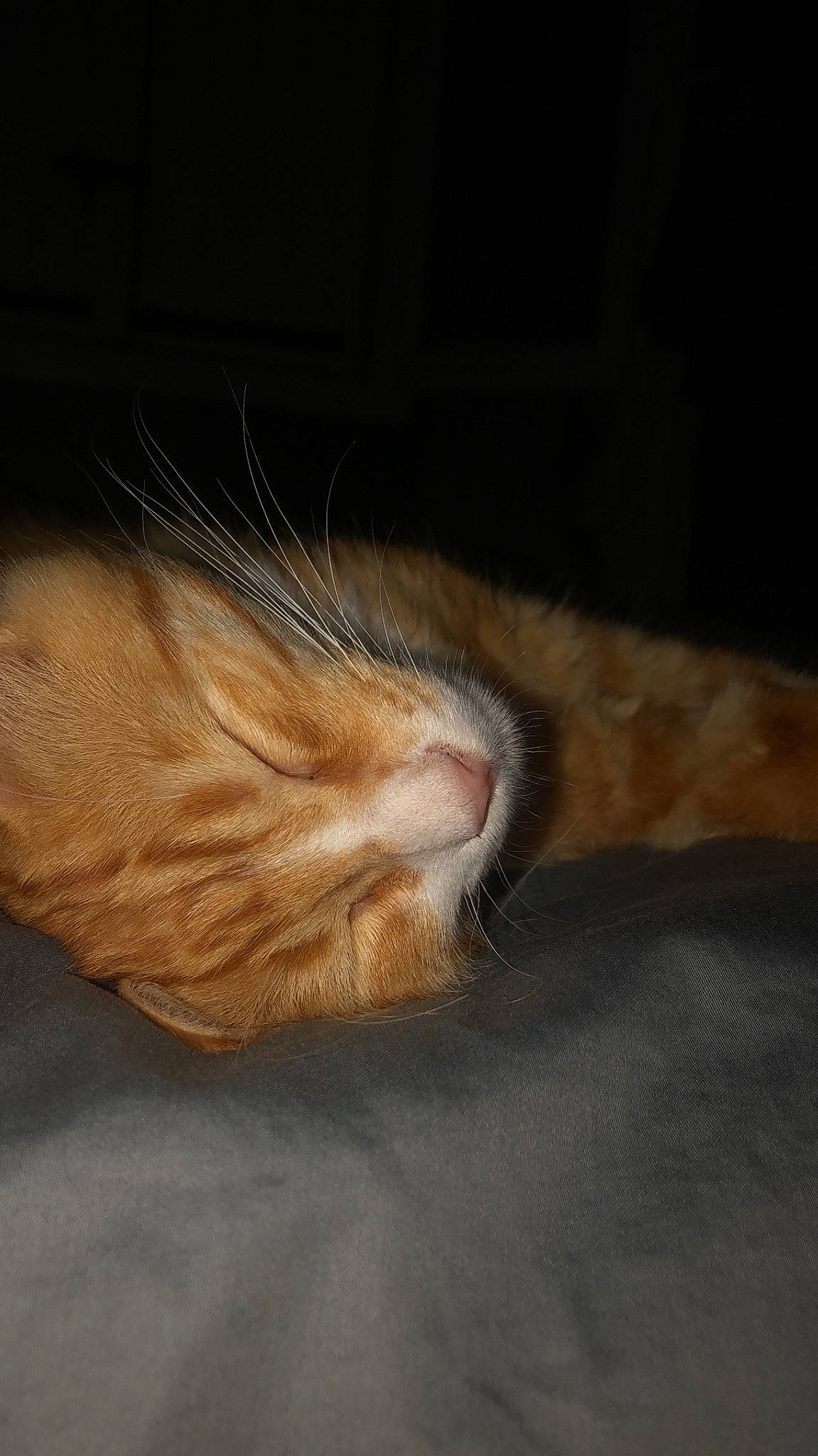 Archi a rejoint le concours — aidez-le/la à gagner de superbes lots ! carnivore, cat, european_shorthair, fawn, felidae, fur, nap, nose, sleep, small_to_medium_sized_cats, snout, tabby_cat, tail, whiskers