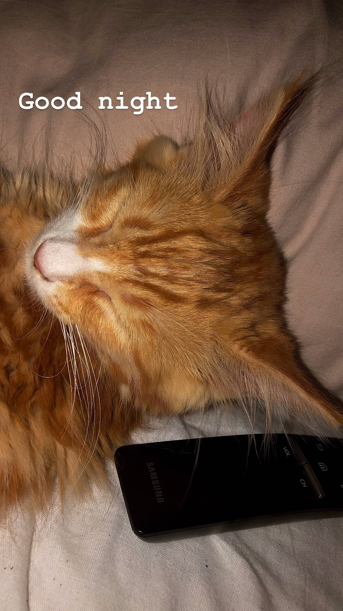 Archi a rejoint le concours — aidez-le/la à gagner de superbes lots ! aegean_cat, asian, carnivore, cat, domestic_long_haired_cat, european_shorthair, fawn, felidae, fur, kitten, maine_coon, norwegian_forest_cat, oriental_longhair, photo_caption, small_to_medium_sized_cats, snout, somali, tabby_cat, tail, whiskers