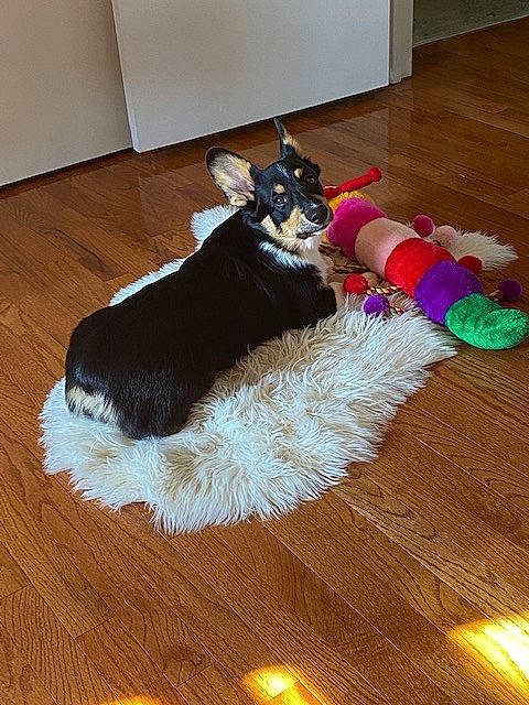 Logan Gray joined the competition — help win amazing prizes! canidae, carnivore, cat, companion_dog, dog_breed, dog_supply, felidae, floor, flooring, fur, hardwood, laminate_flooring, living_room, small_to_medium_sized_cats, sporting_group, tail, whiskers, wood, wood_flooring, wood_stain