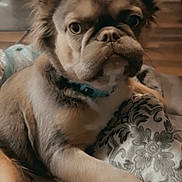 Zaza joined the competition — help win amazing prizes! dog, pet, indoor, blanket, fur, ears, face, closeup, cozy, home, canine, animal, comfort, brown, wrinkles, collar, floor, cabinet, cute, portrait