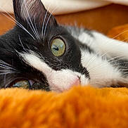 Mina participe au concours pour gagner de l'argent avec cette photo : cat, close_up, black_and_white, green_eyes, whiskers, orange_blanket, soft_texture, pet, animal, lying_down, indoor, cozy, fur, relaxing, cute, domestic_cat, portrait, mammal, face, sleepy