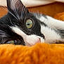 animal, black_and_white, cat, close_up, cozy, cute, domestic_cat, face, fur, green_eyes, indoor, lying_down, mammal, orange_blanket, pet, portrait, relaxing, sleepy, soft_texture, whiskers