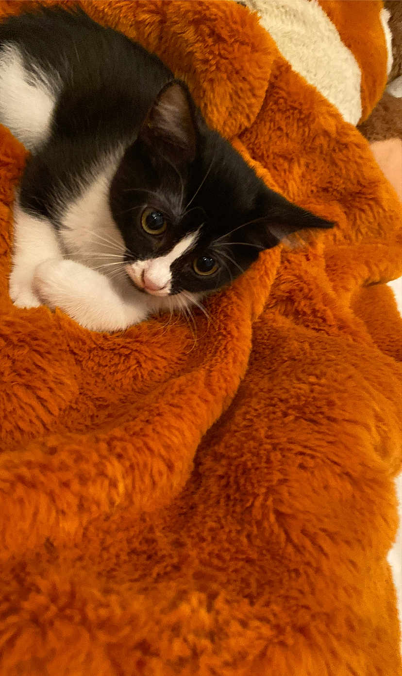 Mina a rejoint le concours — aidez-le/la à gagner de superbes lots ! kitten, cat, black_and_white, fur, whiskers, eyes, blanket, orange, cozy, cute, pet, animal, soft, sleeping_area, indoor, young, feline, small, resting, curious