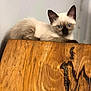 cat, kitten, siamese, blue_eyes, fur, animal, pet, wood, wood_texture, perched, calm, curious, indoor, close_up, mammal, domestic_animal, whiskers, ears, face, young