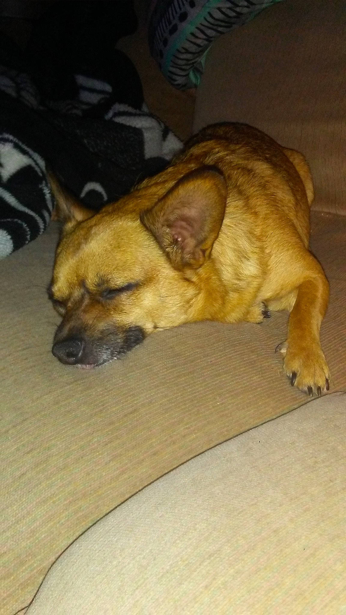 Bandit is registered to the contest to win money with this photo: canidae, carnivore, chihuahua, dog, dog_breed, ear, fawn, mammal, rare_breed_dog, snout, street_dog, vertebrate