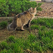 Cora is registered to the contest to win money with this photo: alert, animal, backyard, cat, daylight, domestic_cat, fence, fluffy_cat, fur, garden, grass, greenery, looking_away, mammal, nature, outdoor, pet, shrubbery, tree_trunk, wildlife