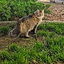 alert, animal, backyard, cat, daylight, domestic_cat, fence, fluffy_cat, fur, garden, grass, greenery, looking_away, mammal, nature, outdoor, pet, shrubbery, tree_trunk, wildlife