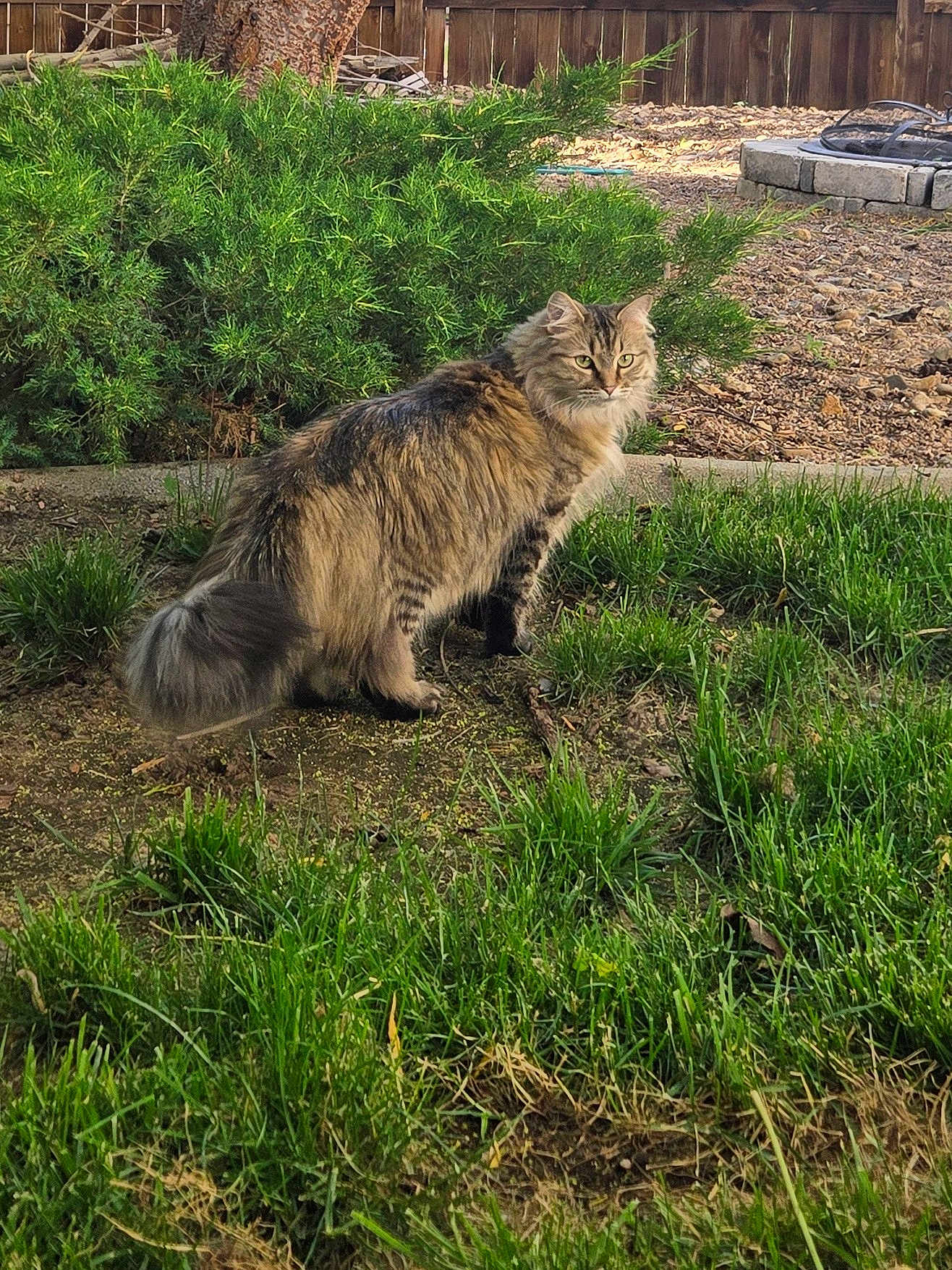 Cora