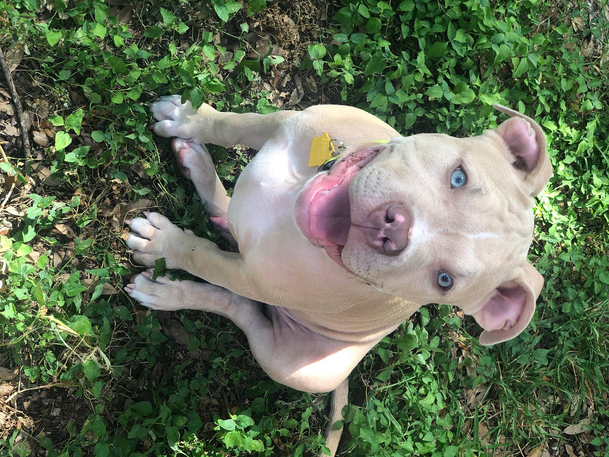 Sandor is registered to the contest to win money with this photo: american_bulldog, american_pit_bull_terrier, american_staffordshire_terrier, bandog, canidae, carnivore, dog, dog_breed, dogo_argentino, dogo_guatemalteco, ear, fawn, grass, mammal, non_sporting_group, pit_bull, snout, sporting_group