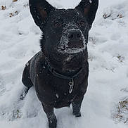 Duke joined the competition — help win amazing prizes! animal, blizzard, bodypart, bulldog, canine, dog, frenchbulldog, husky, ice, labradorretriever, mouth, nature, outdoors, pet, policedog, puppy, snout, snow, storm, winter