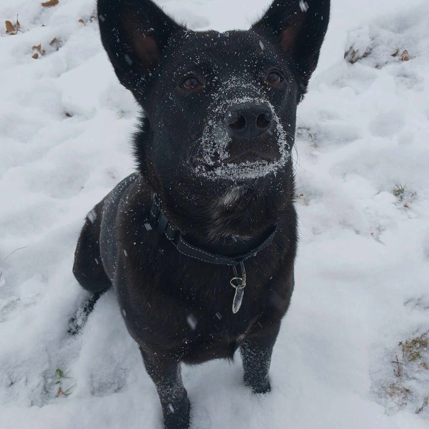 Duke joined the competition — help win amazing prizes! animal, blizzard, bodypart, bulldog, canine, dog, frenchbulldog, husky, ice, labradorretriever, mouth, nature, outdoors, pet, policedog, puppy, snout, snow, storm, winter