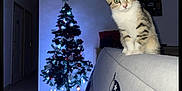 Kiwi participe au concours pour gagner de l'argent avec cette photo : animal, cat, christmas_tree, couch, curious, decorations, door, furniture, green_eyes, holiday, home, indoor, kitten, lights, ornaments, pet, soft_lighting, tabby, tile_floor, wall