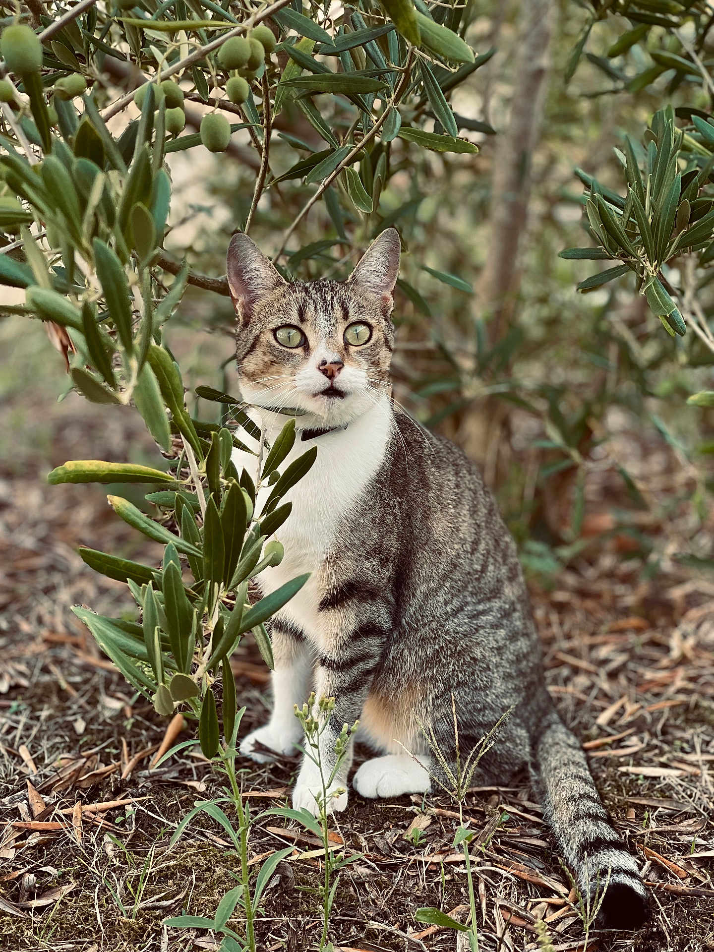 Kiwi participe au concours pour gagner de l'argent avec cette photo : cat, tabby_cat, animal, pet, outdoor, nature, green_eyes, fur, whiskers, tree, leaves, plant, ground, earthy, sitting, alert, wildlife, forest, branch, natural_light