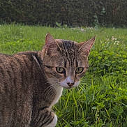 Kiwi a rejoint le concours — aidez-le/la à gagner de superbes lots ! alert, animal, cat, closeup, curious, daylight, ears, eyes, feline, fur, grass, greenery, hedge, mammal, nature, outdoor, pet, tabby, walking, whiskers