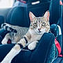 cat, tabby, car_seat, pet, animal, feline, relaxed, stretching, indoor, closeup, fur, whiskers, ears, paw, seat, comfortable, domestic_animal, looking, portrait, resting