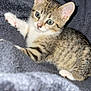 kitten, cat, tabby, pet, animal, feline, cute, young, small, fur, whiskers, ears, paws, sleepy, resting, indoor, blanket, cozy, soft, curious