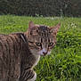 cat, tabby_cat, grass, greenery, outdoor, animal, pet, nature, fur, whiskers, ears, eyes, mammal, hedge, field, curious, walking, closeup, daylight, portrait
