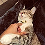 cat, tabby, pet, hand, sleeping, cozy, blanket, fur, relaxed, whiskers, paws, collar, indoor, comfort, domestic_animal, striped, resting, human_hand, closeup, cute