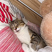 Kiwi participe au concours pour gagner de l'argent avec cette photo : cat, tabby_cat, sleeping, bed, pillow, striped_bedding, teddy_bear, fluffy, cozy, indoor, pet, animal, cute, relaxed, fur, whiskers, nap, domestic_cat, resting, soft