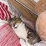 cat, tabby_cat, sleeping, bed, pillow, striped_bedding, teddy_bear, fluffy, cozy, indoor, pet, animal, cute, relaxed, fur, whiskers, nap, domestic_cat, resting, soft